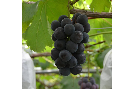 【期間限定発送】 ぶどう 3種 食べ比べ セット ( シャインマスカット ピオーネ クイーンニーナ マイハート クイーンセブン ) [四釜昌和 山形県 高畠町 tk06ayt020007]