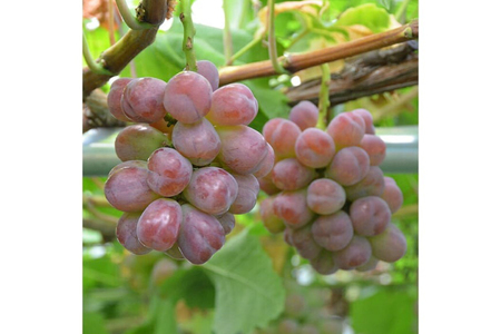 【期間限定発送】 ぶどう 3種 食べ比べ セット ( シャインマスカット ピオーネ クイーンニーナ マイハート クイーンセブン ) [四釜昌和 山形県 高畠町 tk06ayt020007]