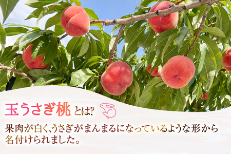 【期間限定発送】 桃 玉うさぎ 2kg [東城農園 山形県 高畠町 tk06ayt370003]