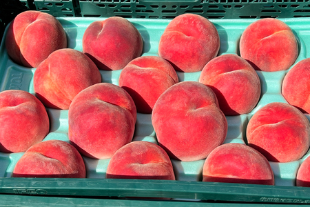 【期間限定発送】 桃 玉うさぎ 2kg [東城農園 山形県 高畠町 tk06ayt370003]