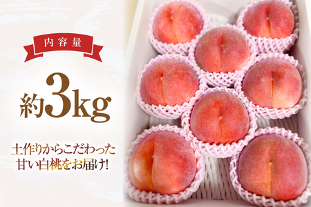 【期間限定発送】 桃 玉うさぎ 3kg [東城農園 山形県 高畠町 tk06ayt370002]