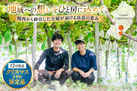 【期間限定発送】 2026年 冬出し 訳あり 家庭用 シャインマスカット 1.2kg (2～4房) [いわた果樹園 山形県 高畠町 tk06ayt400005]
