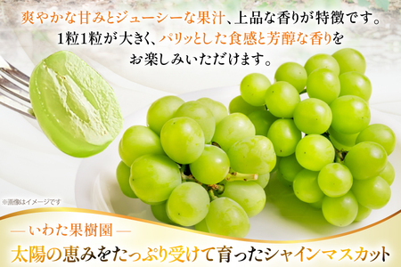 【期間限定発送】 2026年 冬出し 訳あり 家庭用 シャインマスカット 1.2kg (2～4房) [いわた果樹園 山形県 高畠町 tk06ayt400005]