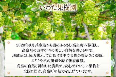 【期間限定発送】 2026年 冬出し 訳あり 家庭用 シャインマスカット 1.2kg (2～4房) [いわた果樹園 山形県 高畠町 tk06ayt400005]