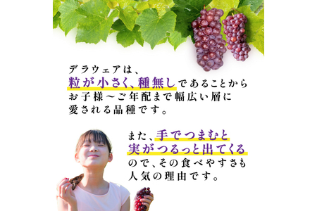【期間限定発送】 デラウェア 秀品 5～8房 約 1kg [治右衛門果樹園 山形県 高畠町 tk06ays830010]