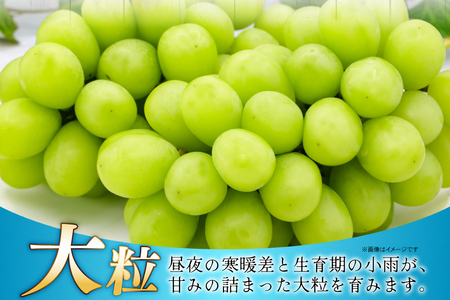 【期間限定発送】 シャインマスカット 秀 2～4房 約 1.5kg 以上 [JA山形おきたま 山形県 高畠町 tk06ays870058]