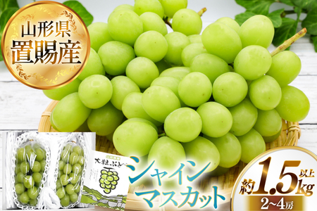 【期間限定発送】 シャインマスカット 秀 2～4房 約 1.5kg 以上 [JA山形おきたま 山形県 高畠町 tk06ays870058]