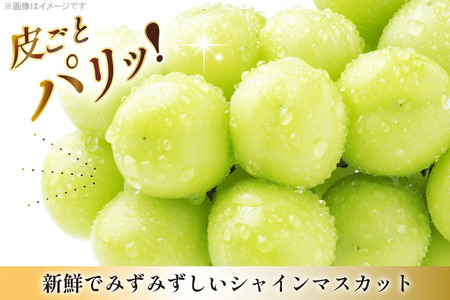 【期間限定発送】 シャインマスカット 3〜4房 満杯詰め 約2kg [本田農園 山形県 高畠町 tk06ays820002]