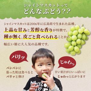 【期間限定発送】 ピオーネ シャインマスカット 2種 食べ比べ セット 約1.8kg [四釜昌和 山形県 高畠町 tk06ayt020006]