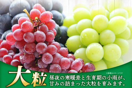 【期間限定発送】 ぶどう 2～3色 約 1.8kg 詰め合わせ セット [JA山形おきたま 山形県 高畠町 tk06ays870056]