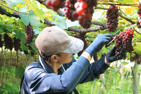 【期間限定発送】 先行予約 ぶどう 朝採り デラウェア 秀 L～2L 7房 約 1kg [Ｈinataぶどう園 山形県 高畠町 tk06ayt190008]