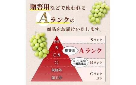 ≪2024年度発送≫ 山形県 高畠町産 シャインマスカット 1.6kg( 2～3房) 2024年10月中旬から順次発送 ぶどう ブドウ 葡萄 マスカット 大粒 種なし 高級 くだもの 果物 フルーツ 秋果実 産地直送 農家直送 数量限定 F20B-735