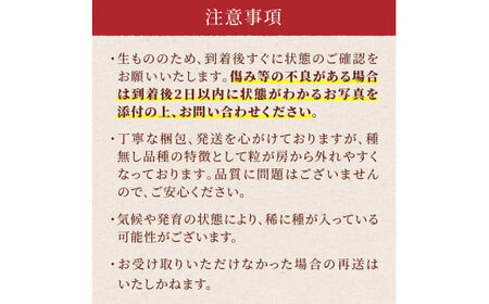 ≪2024年度発送≫ 山形県 高畠町産 シャインマスカット 1.6kg( 2～3房) 2024年10月中旬から順次発送 ぶどう ブドウ 葡萄 マスカット 大粒 種なし 高級 くだもの 果物 フルーツ 秋果実 産地直送 農家直送 数量限定 F20B-735