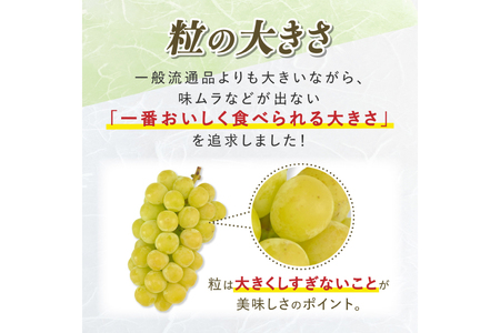 【期間限定発送】 シャインマスカット Aランク 2～3房1.6kg [田制農園 山形県 高畠町 tk06ayt230005]