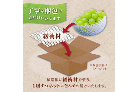 【期間限定発送】 シャインマスカット 1房 約800g [治右衛門果樹園 山形県 高畠町 tk06ays830002]