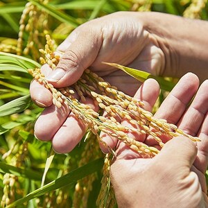 【毎月定期便】山形県産　はえぬき　精米　5kg全6回【4074791】