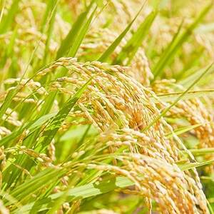 【毎月定期便】山形県産特別栽培米「つや姫」5kg(5kg×1袋)全3回【4076718】