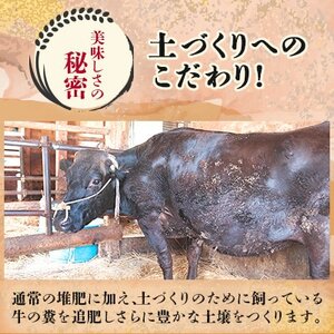 【令和7年産】山形県産 特別栽培米 つや姫 精米 20kg(10kg×2) なおちゃんファームのお米【1707057】