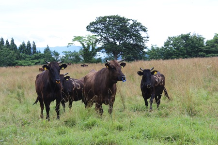 短角牛いも煮・短角牛カレー 各2箱 計4箱