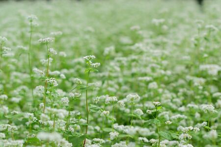十割そば（乾麺）　200g×5袋