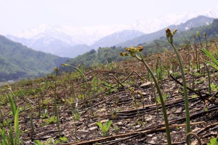 【先行予約】採れたて山菜 生わらび 1kg×1束 限定150
