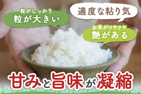 《定期便2ヶ月》【白米】つや姫 5kg×2回（特別栽培米）令和5年産 山形県産 しらたかのお米