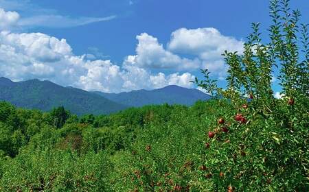 白鷹町産りんごジャム -Apple Jam- 3個入 ジャム りんご りんごジャム 紅玉 林檎 リンゴ 果物 フルーツ 国産 山形県 白鷹町 【2026年11月下旬～12月下旬発送予定】