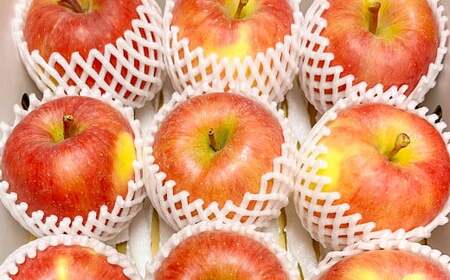 白鷹町産りんご （高徳） 3kg りんご 林檎 果物 くだもの フルーツ 旬 高徳 国産 山形県 白鷹町 【2026年11月上旬～11月下旬発送予定】