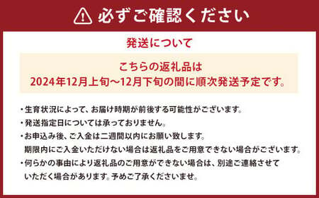 山形県産 りんご ふじ 約3kg 秀品 【2024年12月上旬～12月下旬発送予定】 リンゴ 林檎 果物 くだもの フルーツ 山形