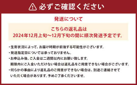 山形県産 ラ・フランス 約3kg 秀品 【2024年12月上旬～12月下旬発送予定】 洋梨 ラフランス 西洋梨 洋ナシ 洋なし ようなし 果物 くだもの フルーツ 山形