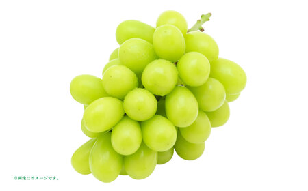 山形おきたま産シャインマスカット（秀） 2～3房 （約1.3kg） シャインマスカット マスカット 葡萄 フルーツ 果物 果実 冷蔵 山形県 白鷹町 【2026年9月下旬～10月上旬順次発送予定】