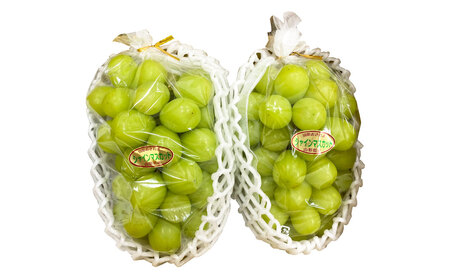 山形おきたま産シャインマスカット（秀） 2～3房 （約1.3kg） シャインマスカット マスカット 葡萄 フルーツ 果物 果実 冷蔵 山形県 白鷹町 【2026年9月下旬～10月上旬順次発送予定】