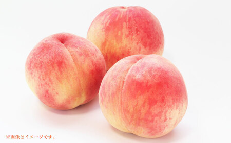 山形おきたま産もも（川中島白桃・まどかなど）（特秀）5玉～7玉 （約2kg） もも 桃 フルーツ 果物 果実 冷蔵 山形県 白鷹町 【2026年8月下旬～9月上旬順次発送予定】