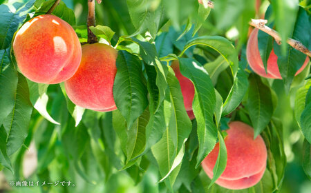 山形おきたま産もも（川中島白桃・まどかなど）（特秀）5玉～7玉 （約2kg） もも 桃 フルーツ 果物 果実 冷蔵 山形県 白鷹町 【2026年8月下旬～9月上旬順次発送予定】