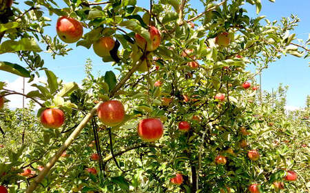 山形県産 りんご ふじ 約3kg 秀品 リンゴ 林檎 果物 くだもの フルーツ 山形 【2025年12月上旬～12月下旬発送予定】