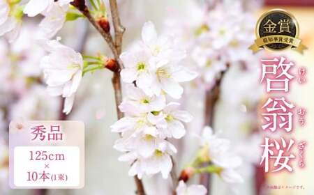 啓翁桜 秀品 10本 1束 桜 さくら サクラ 花 植物 生花 切り花 インテリア 花見 【2026年1月上旬～3月上旬発送予定】