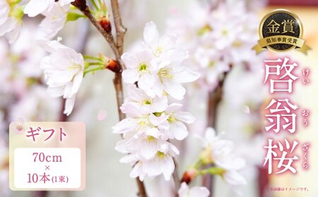 啓翁桜 ギフト 10本 1束 桜 さくら サクラ 花 植物 生花 切り花 インテリア 花見 【2026年1月上旬～3月上旬発送予定】