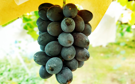 たっぷり日光を浴びたみずみずしい 種無しぶどう3種セット （シャインマスカット＋旬なぶどう） 約2kg 山形県産 産地直送 フルーツ マスカット 果物 高級 ぶどう 【2026年9月下旬～10月上旬に順次発送予定】