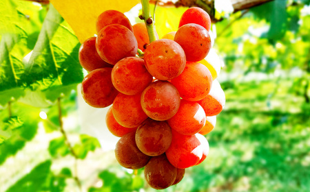 たっぷり日光を浴びたみずみずしい 種無しぶどう3種セット （シャインマスカット＋旬なぶどう） 約2kg 山形県産 産地直送 フルーツ マスカット 果物 高級 ぶどう 【2026年9月下旬～10月上旬に順次発送予定】