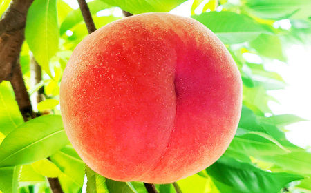 豊かな自然で、園主が愛情を注ぎ込んだ桃（赤桃） 2kg  山形県産 【2024年8月上旬～8月下旬に順次発送予定】