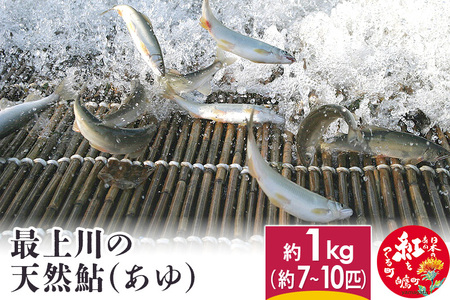 最上川の天然鮎(あゆ) 1kg