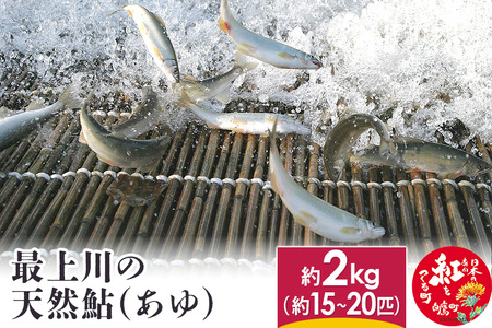 最上川の天然鮎(あゆ) 2kg