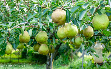山形県おきたま産 ラ・フランス (特秀) 8玉~11玉 (約3kg) 【化粧箱入り】 山形県産 フルーツ 果物 【2026年11月上旬~12月上旬発送予定】
