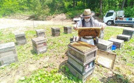 純粋はちみつチューブ入り2本セット（アカシア・とち）山形県飯豊町産蜂蜜