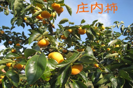 【20-211】庄内柿(2020年10月下旬~発送 入金期限:2020.10.20)