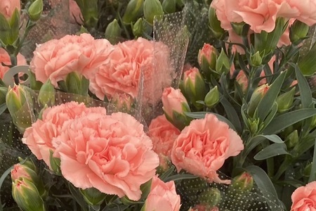 【R8.5月初旬より順次発送】成澤さんのカーネーション オレンジジェラート 5号鉢（入金期限：2026.4.30）母の日に プレゼント