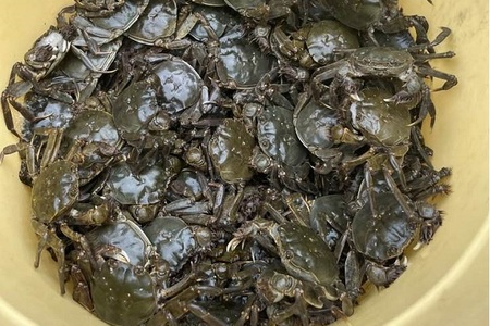 藻屑蟹（モクズガニ）出汁の素　500g  レトルトパウチ