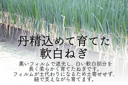 【11月より順次発送】庄内町産 工藤さんの軟白ねぎ Lサイズ30本 約4kg（入金期限：2026.2.20）