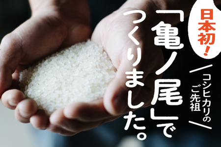 山形庄内かめこめプロジェクト 亀の尾せんべい 80g×3袋 つぶつぶ食感 煎餅 米菓 おやつ お菓子