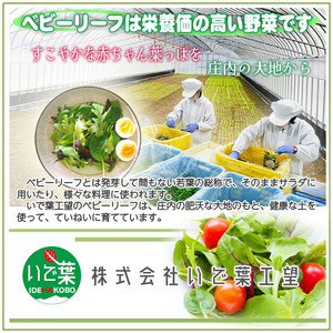 土耕栽培のベビーリーフミックス 10種(70g×4袋) と野菜用ハーブ塩セット